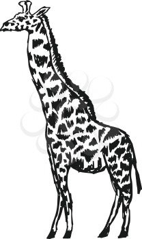 sketch, doodle illustration of giraffe