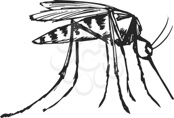 hand drawn, sketch, cartoon illustration of mosquito
