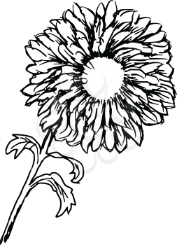 hand drawn, sketch illustration of chrysanthemum

