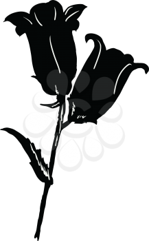black silhouette of campanula flower