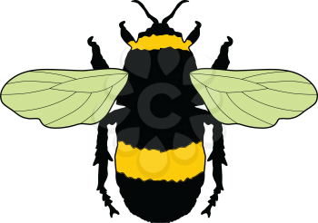 vector illustration of bumblebee, insect