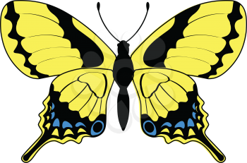 vector illustration of butterfly, insect