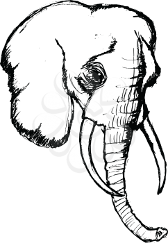 elephant, illustration of wildlife, zoo, animal of savannah, Africa, safari