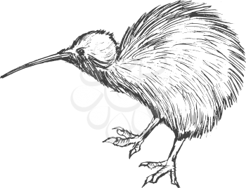vector, sketch, hand drawn illustration of kiwi bird