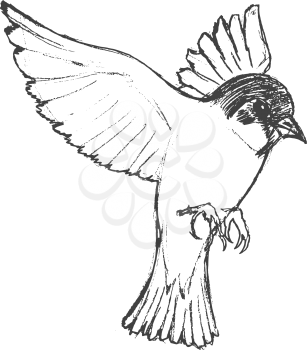 vector, sketch, hand drawn illustration of tit bird