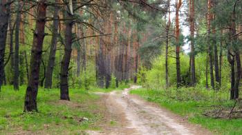path in the dark dense forest