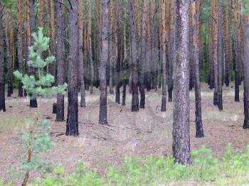 landscape with dark, pine forest