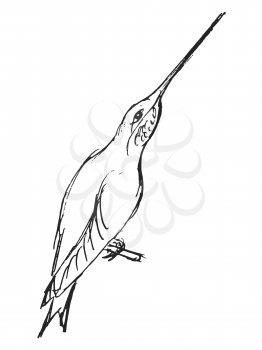 Vector, hand drawn, sketch illustration of hummingbird. Motives of wildlife, exotic animals, birds, nature