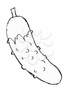 Vector, hand drawn, sketch illustration of cucumber. Motives of gardening, agriculture business, foods and drinks
