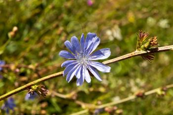 Royalty Free Photo of a Blue Flower