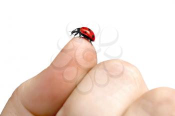 Royalty Free Photo of a Ladybug on a Finger