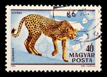 Royalty Free Photo of a Cheetah Stamp