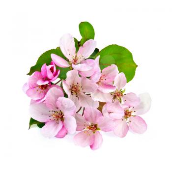Pink flowers of apple with green leaves isolated on white background