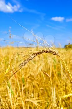 Golden ear of wheat on a background field, blue sky and clouds