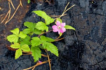 Pink flower that grows on a burnt tree stump