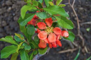Red flowers with green leaves of a quince on the background of the brown soil