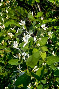 White flowers of honeysuckle on a background green leaves