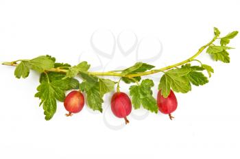 Three red gooseberries on a branch with green leaves isolated on white background