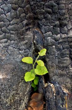 The young green sapling growing out of charred stumps