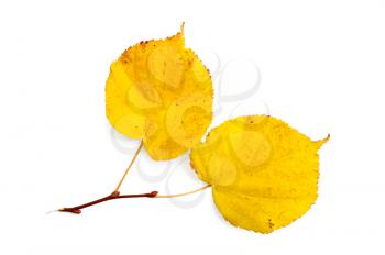 Sprig of linden with yellow leaves isolated on white background