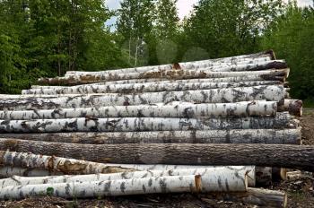 Timber pile of birch, pine, aspen, against the background of green forest and the sky