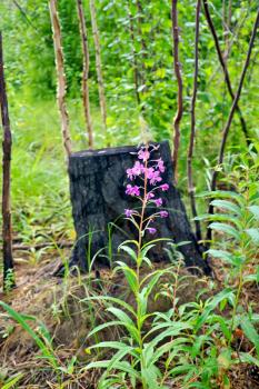 Pink flower fireweed, young tree trunks against the charred stump and green grass