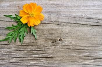 Yellow cosmos flower decoration with green leaves on a background of the old board
