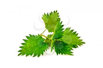 Sprig of green nettle isolated on a white background