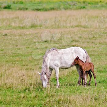 White horse with bay colt grazing on green meadow

