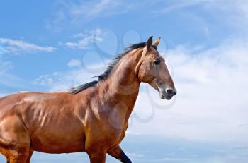 Running a thoroughbred horse on a background of blue sky with white clouds