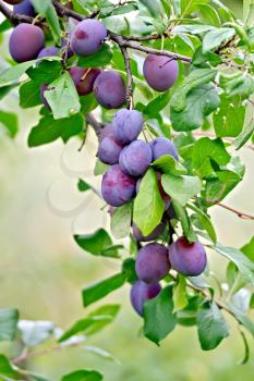 Branch with purple plums on a background of green leaves and grass