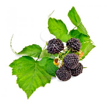 Branch with blackberries and green leaves isolated on white background