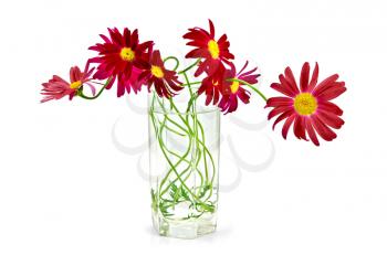 Bouquet of crimson flowers of pyrethrum in tall glass with water isolated on white background