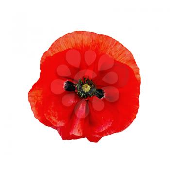 One red poppy isolated on white background