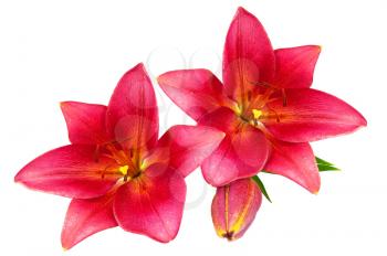 Red lilies with green leaves isolated on white background