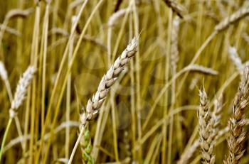 Ear of wheat on a background of a wheat field