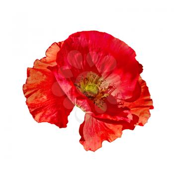 One red poppy with a side view isolated on white background
