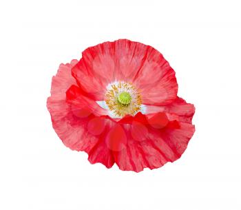 Red poppy with white middle and yellow stamens isolated on white background
