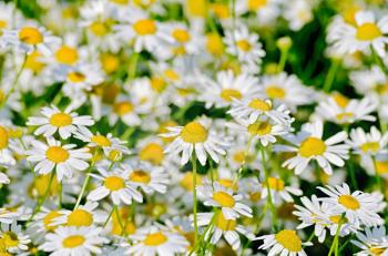 Flowers white medical field camomile on a meadow