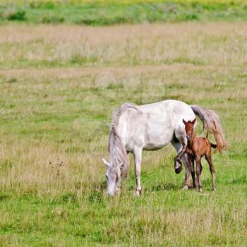 Grazing white horse with his bay colt on green grass