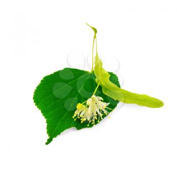 Linden flower with green leaf isolated on white background