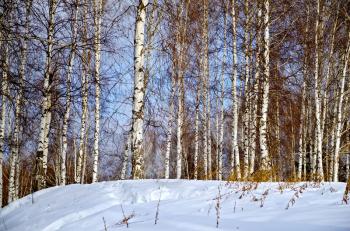 Birch in forest against the background of snow, blue sky and white clouds