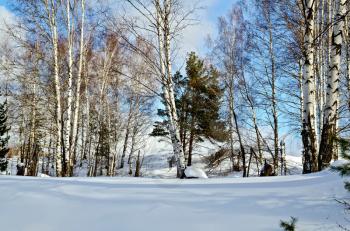 Birch and pine in a forest against the background of snow, blue sky and white clouds