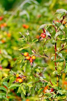 Branch with red berries of wild rose on a background of green leaves
