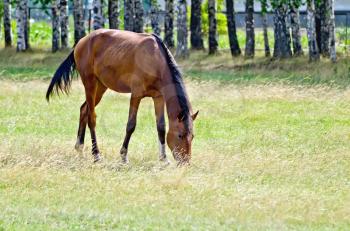 A curious young bay horse grazing in a meadow on the background of birch trees