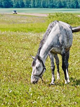 Grazing gray horse on a background of green grass, road and trees
