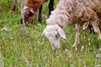 Brown and white sheep graze on green grass on meadow