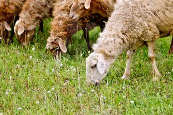 A herd of brown and white sheep graze on green grass in the meadow