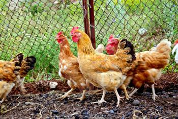 Several brown chicken on a background of black soil and green grass in the chicken coop with a grid