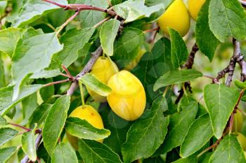 Branch with yellow plums on background of green foliage